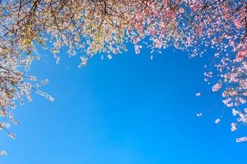 Pink cherry blossome on blue sky, Chiang mai, Thailand