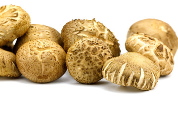Shiitake fresh mushrooms on white background isolated with copy space