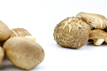 Shiitake fresh mushrooms on white background isolated with copy space