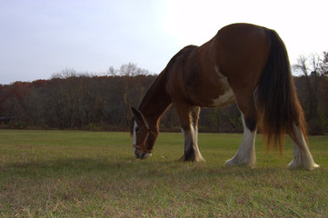 Clydesdale Mare Grazing