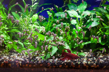 Malaysian Trumpet Snails feeding on soft algae with Betta fish quietly resting at the bottom of aquarium 