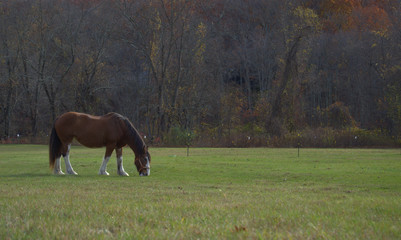 Clydesdale Mare Grazing