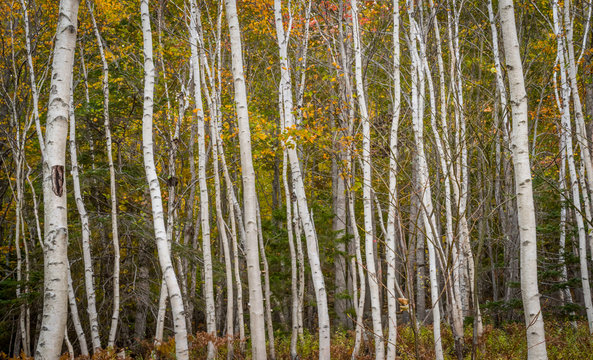 Fototapeta Thick Forest of Thin Paper Birch Trees
