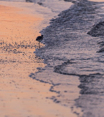 Willet Stands at the Edge