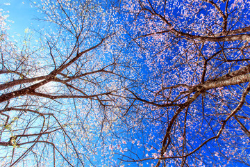 Pink cherry blossome on blue sky, Chiang mai, Thailand
