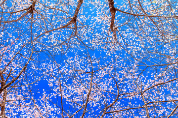 Pink cherry blossome on blue sky, Chiang mai, Thailand