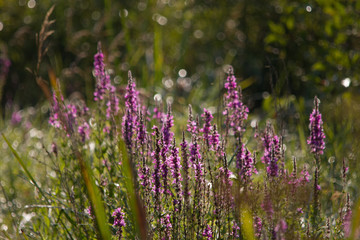 Purple wildflowers