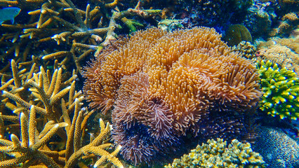 Naklejka na ściany i meble Beautiful coral reef in underwater.