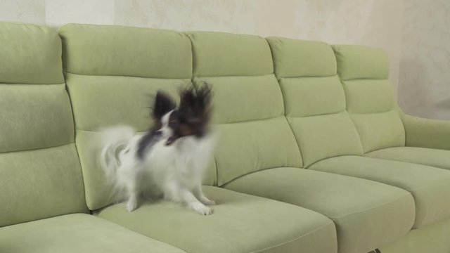 Young dog breeds Papillon Continental Toy Spaniel dog catches big ball and plays stock footage video