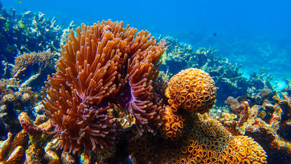 Beautiful coral reef in underwater.