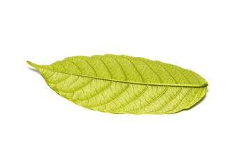 Obraz premium Photo of a green leaf on a white background