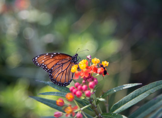 One Monarch butterfly