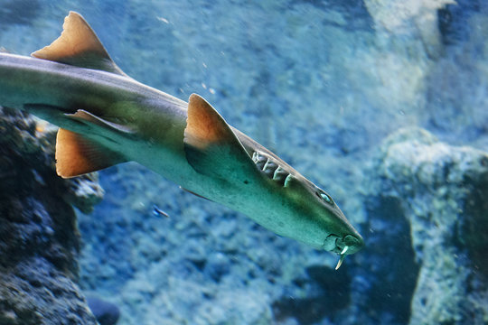 Brownbanded bamboo shark (Chiloscyllium punctatum) behind the dusty glass in the oceanarium.