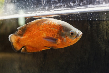 Big orange fish behind the dusty glass in the oceanarium.