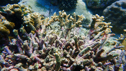 Naklejka na ściany i meble Coral reef in underwater