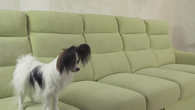 Young dog breeds Papillon Continental Toy Spaniel dog catches big ball and plays stock footage video