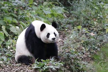 Fototapeta premium Giant Panda in China