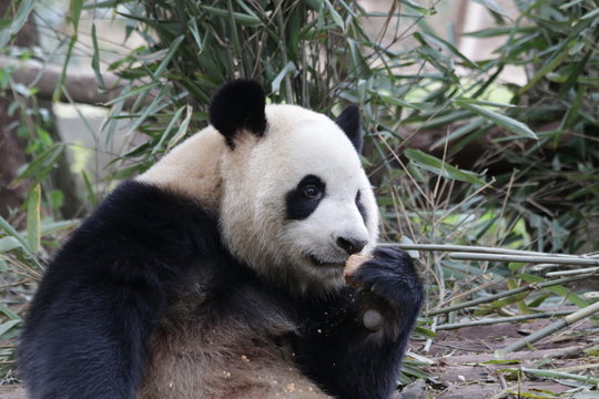 Giant Panda eats Bamboo Biscuit, China