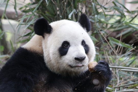 Giant Panda eats Bamboo Biscuit, China