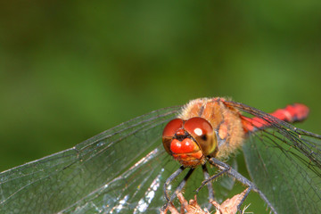 Macro red dragonfly  is looking around