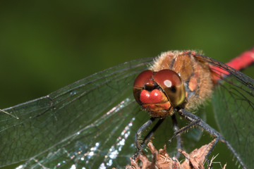 Macro red dragonfly