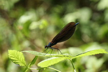 black dragonfly is sitting on the leaf