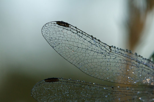 Dragonfly  wings covered with dew