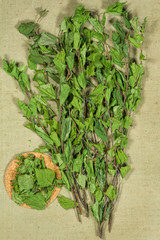 Birch. Dry plants. Herbal medicine, phytotherapy medicinal herbs.