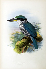 Illustration of bird