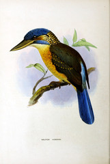 Illustration of bird