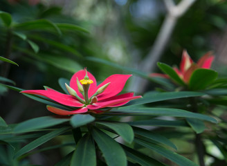 Red tropical flower with center yellow blooms