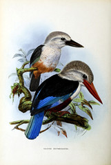 Illustration of bird