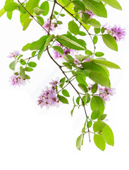 Lagerstroemia floribunda flower, also known as Thai crape myrtle and kedah bungor, is a species of...