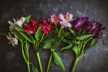 Assorted Colors of Alstroemeria