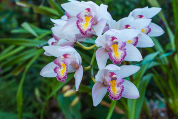 Beautiful white orchid