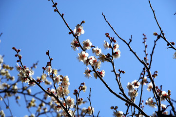 白梅と空