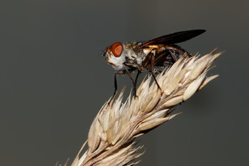 Fly is sitting on the grass stark