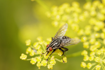 Fly is sitting on the yellow flower