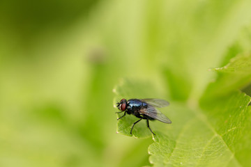 Glossy fly is sitting on the leaf