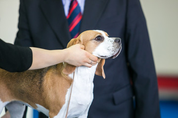 Dog show. Beagle