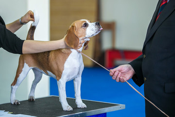 Dog show. Beagle