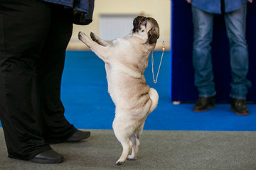 Dog show. Pug