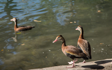 Three ducks ready for a swim
