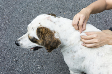 Closeup of human hands remove dog adult tick from the fur.,dog health care concept. animal hospital...