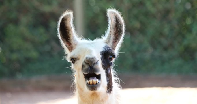Video llama. Video llama