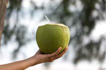 selective focus of open fresh green coconut in hand © Sucha Kittiwararat