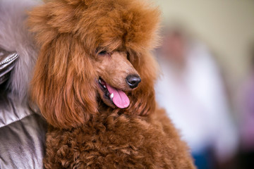 Dog show. Poodle