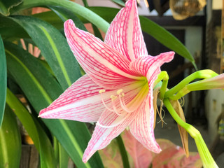 Obraz premium Beautiful flower Hippeastrum spp. flower buds are separated, the petals split into six-pointed branches
