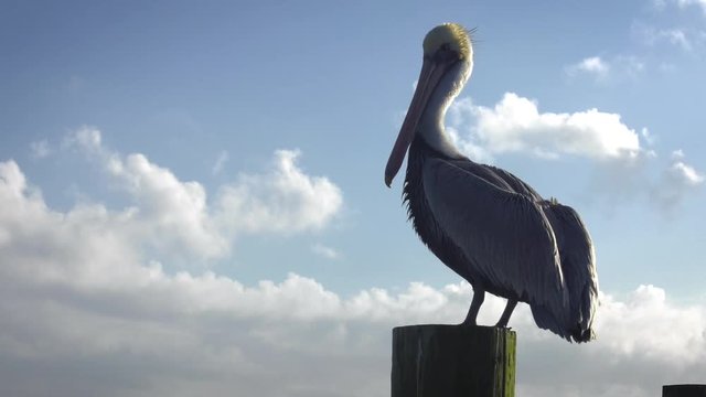 Pelican Taking Flight