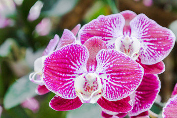 Obraz na płótnie Canvas Orchid flower in orchid garden at winter or spring day for postcard beauty and agriculture idea concept design. Phalaenopsis orchid or Moth orchid.